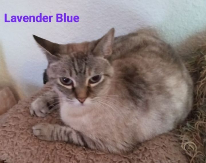 Lavender Blue 1