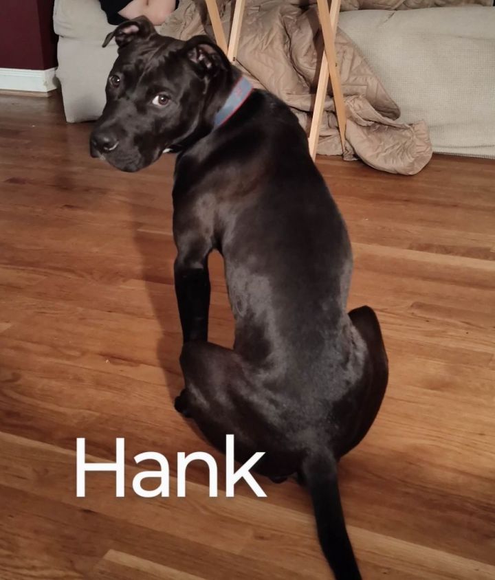 Hank 2