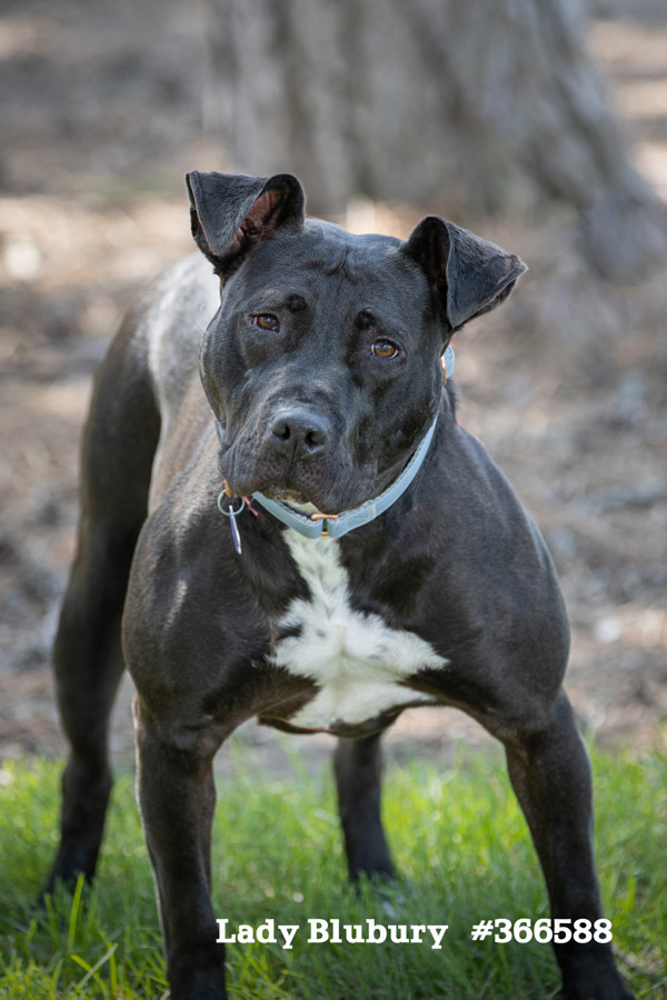 Lady Blubury, an adoptable Mixed Breed in Pontiac, MI, 48341 | Photo Image 3