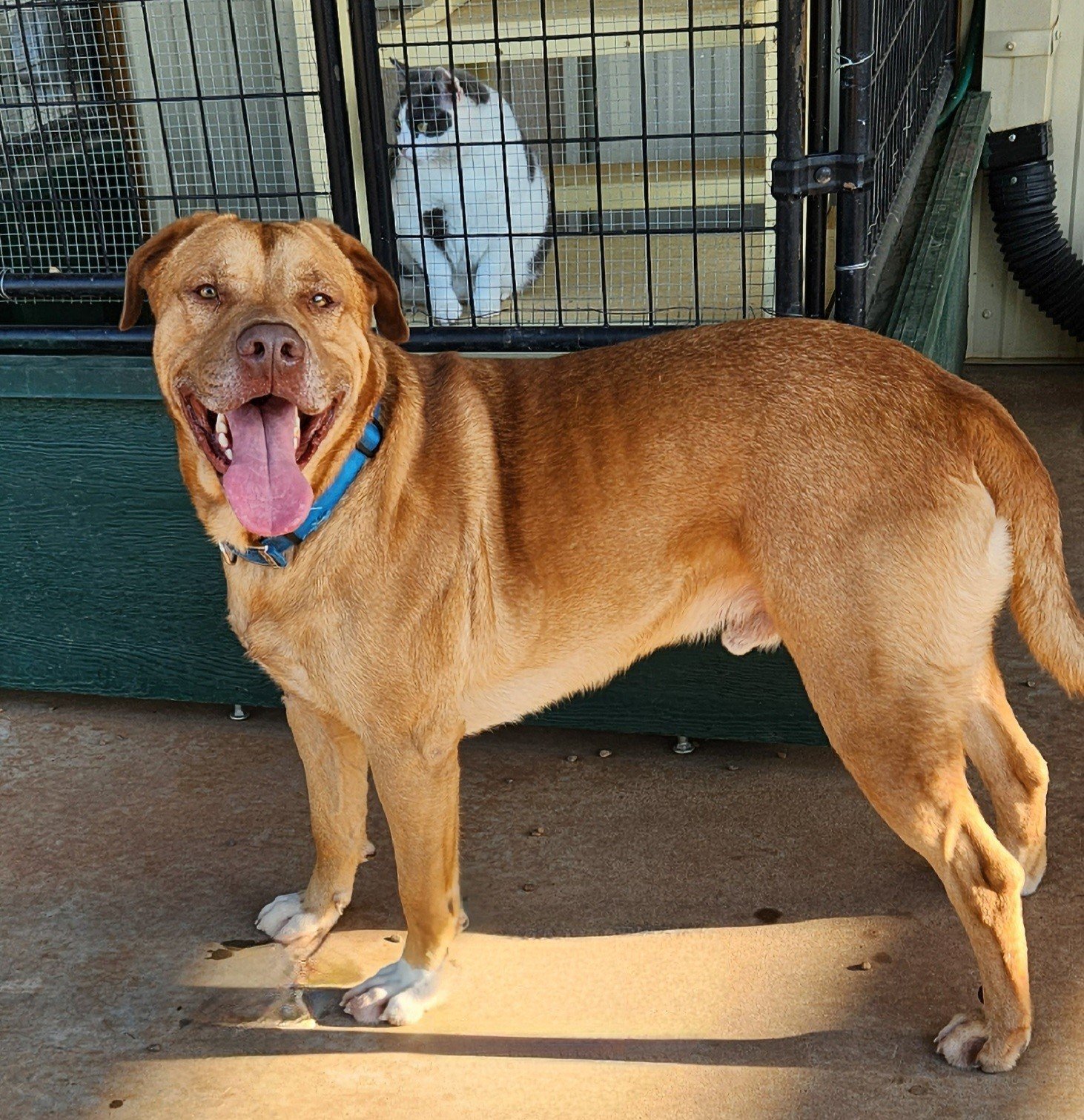 Buck, an adoptable Dogue de Bordeaux, Pit Bull Terrier in Clinton, OK, 73601 | Photo Image 1