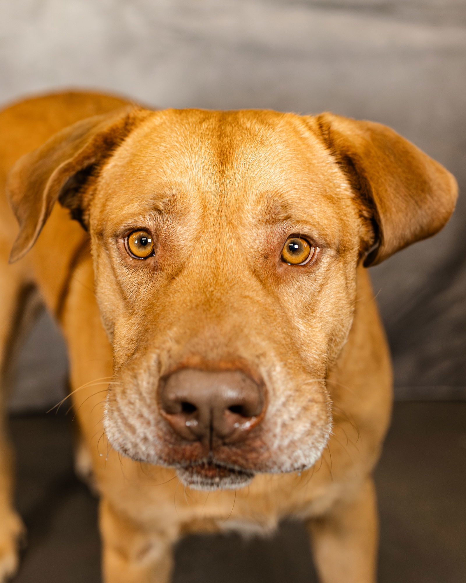 Buck, an adoptable Terrier, Shepherd in Clinton, OK, 73601 | Photo Image 1