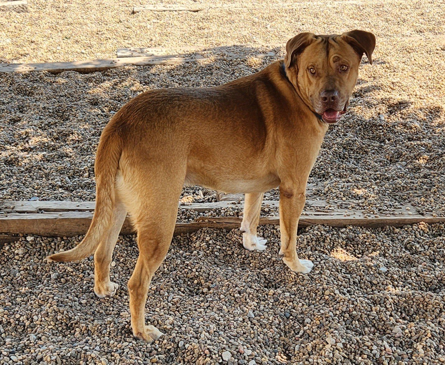 Buck, an adoptable Dogue de Bordeaux, Pit Bull Terrier in Clinton, OK, 73601 | Photo Image 2