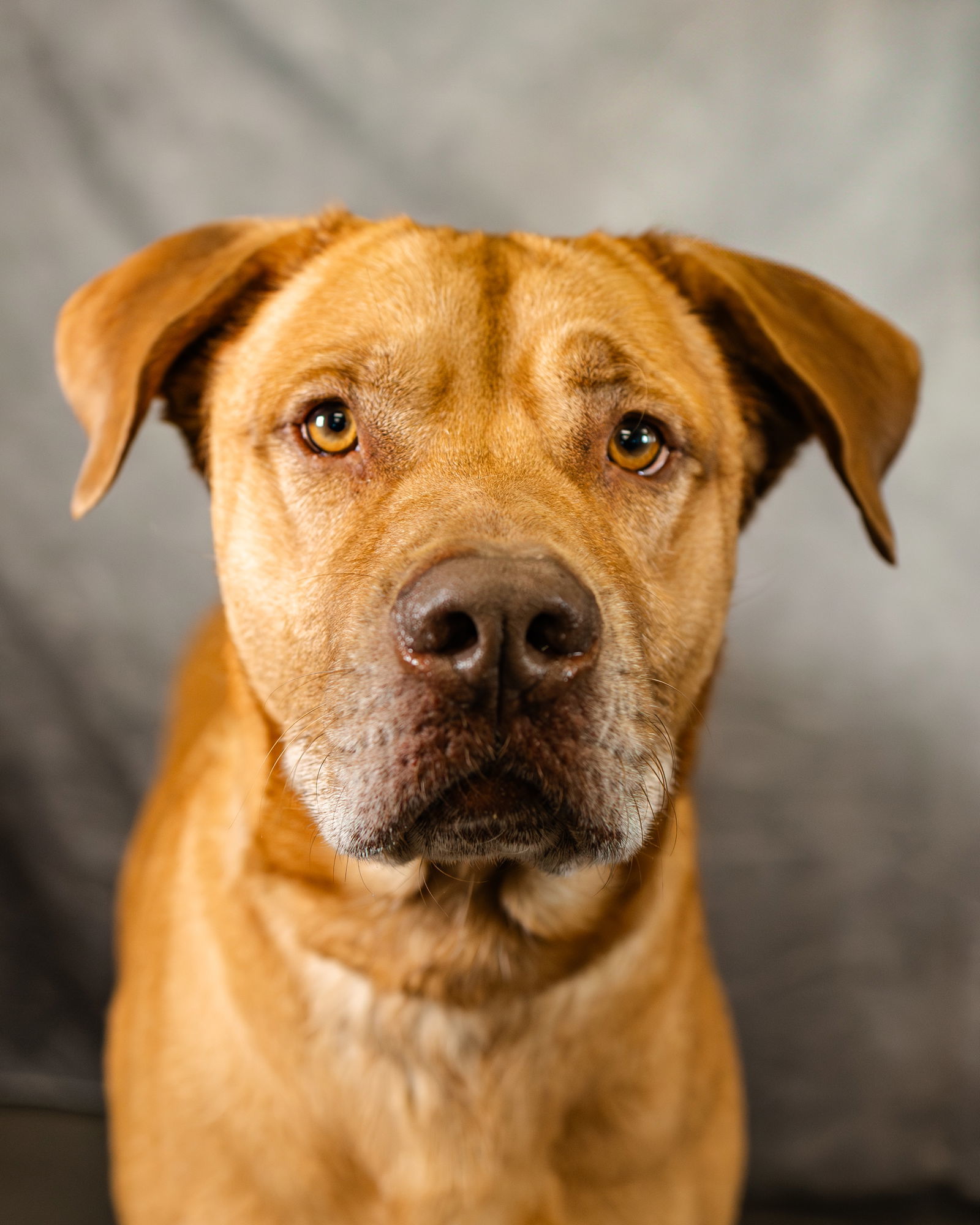 Buck, an adoptable Terrier, Shepherd in Clinton, OK, 73601 | Photo Image 2