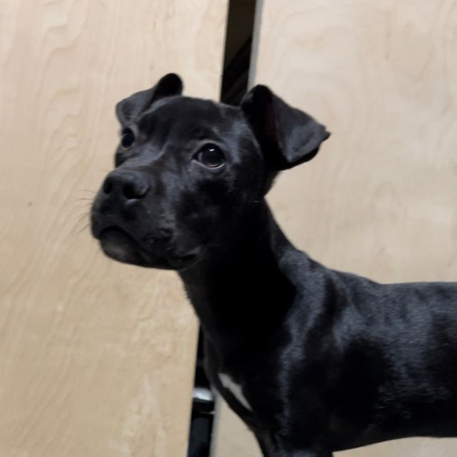 Cruella, an adoptable Labrador Retriever & Pit Bull Terrier Mix in Lindenhurst, NY_image-5