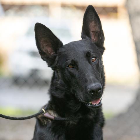 VILLA, an adoptable Belgian Shepherd / Malinois in Camarillo, CA, 93010 | Photo Image 1