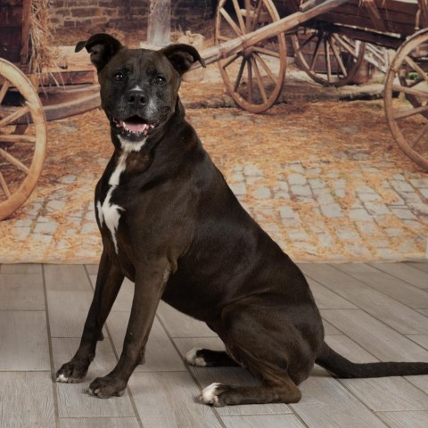Ruby, an adoptable Pit Bull Terrier in Newport, TN, 37821 | Photo Image 1