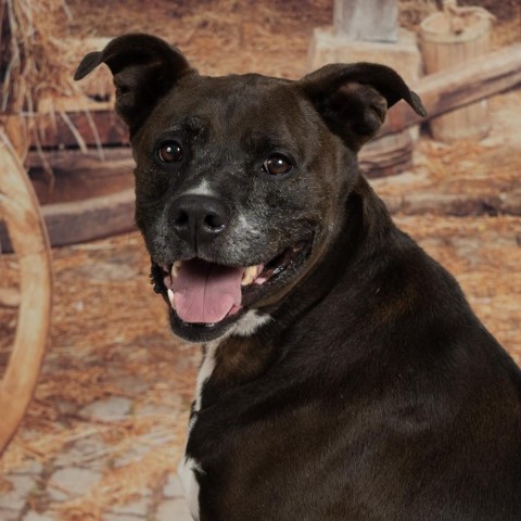 Ruby, an adoptable Pit Bull Terrier in Newport, TN, 37821 | Photo Image 3