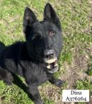 DINA's profile on Petfinder.com