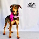 LEILEI's profile on Petfinder.com