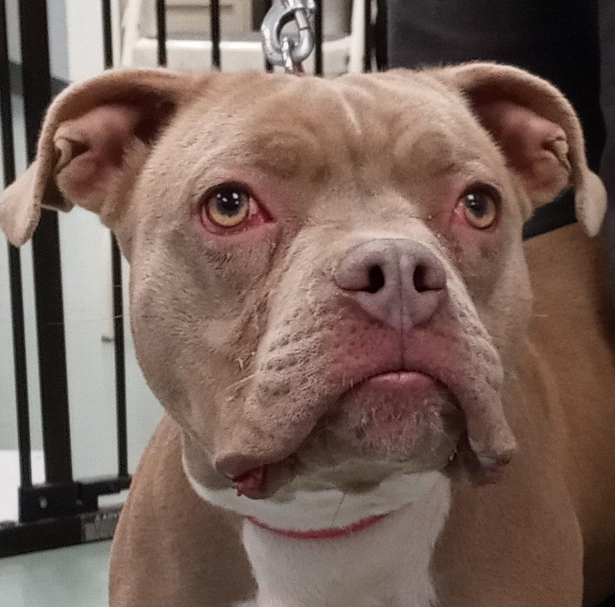 Dottie, an adoptable American Bulldog in Payson, AZ, 85541 | Photo Image 1