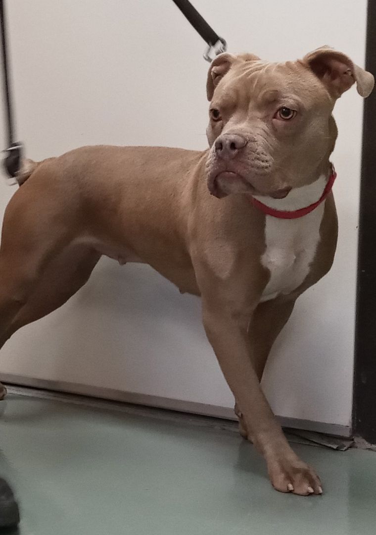 Dottie, an adoptable American Bulldog in Payson, AZ, 85541 | Photo Image 2