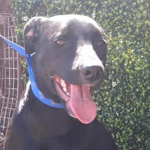 Frankie, an adoptable Black Labrador Retriever & Terrier Mix in San Diego, CA_image-1