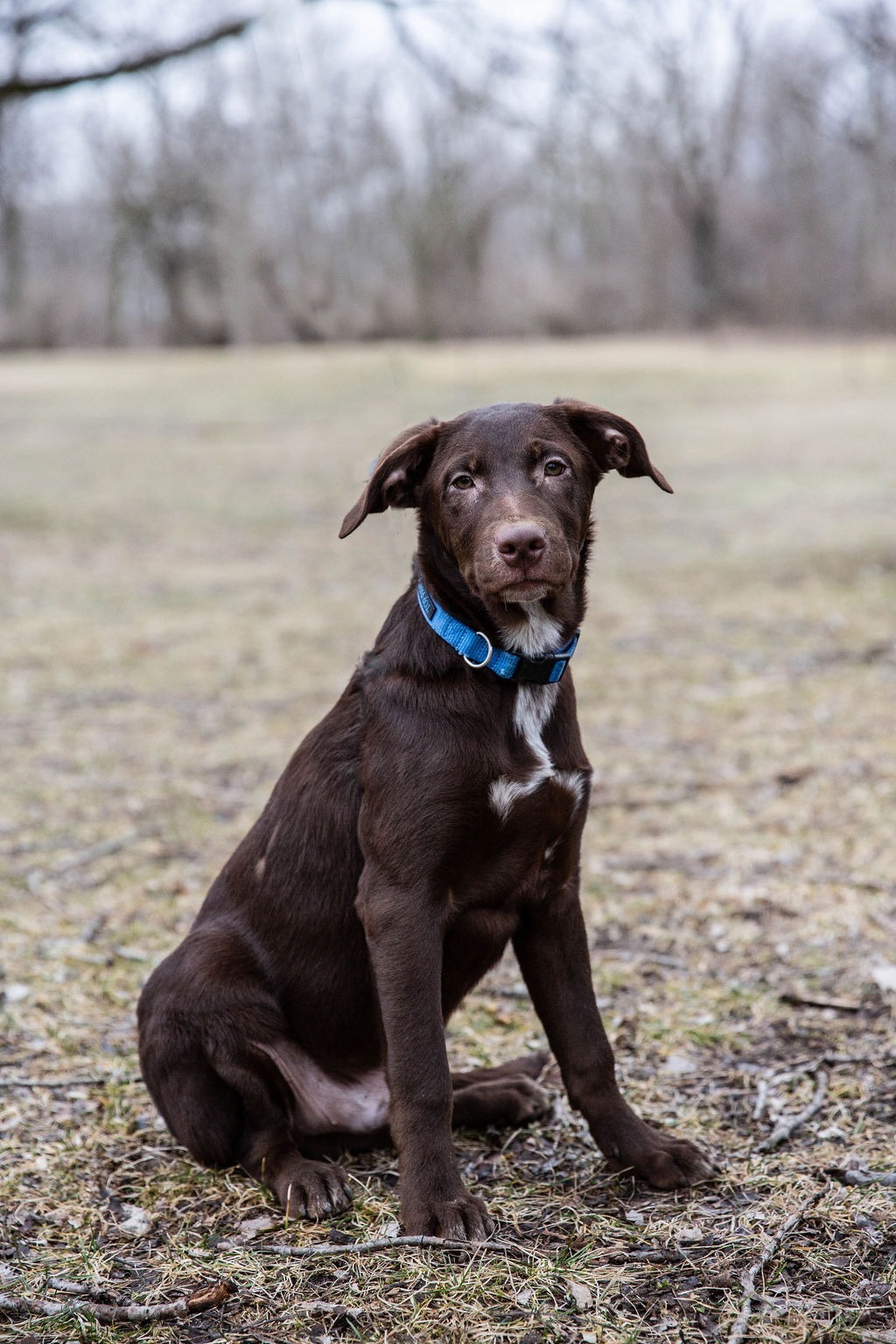 Oh Henry, an adoptable Labrador Retriever, Cattle Dog in Duart, ON, N0L 1H0 | Photo Image 1