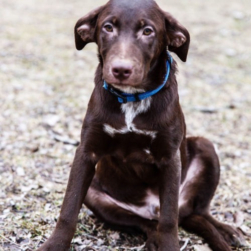 Oh Henry, an adoptable Labrador Retriever, Cattle Dog in Duart, ON, N0L 1H0 | Photo Image 3
