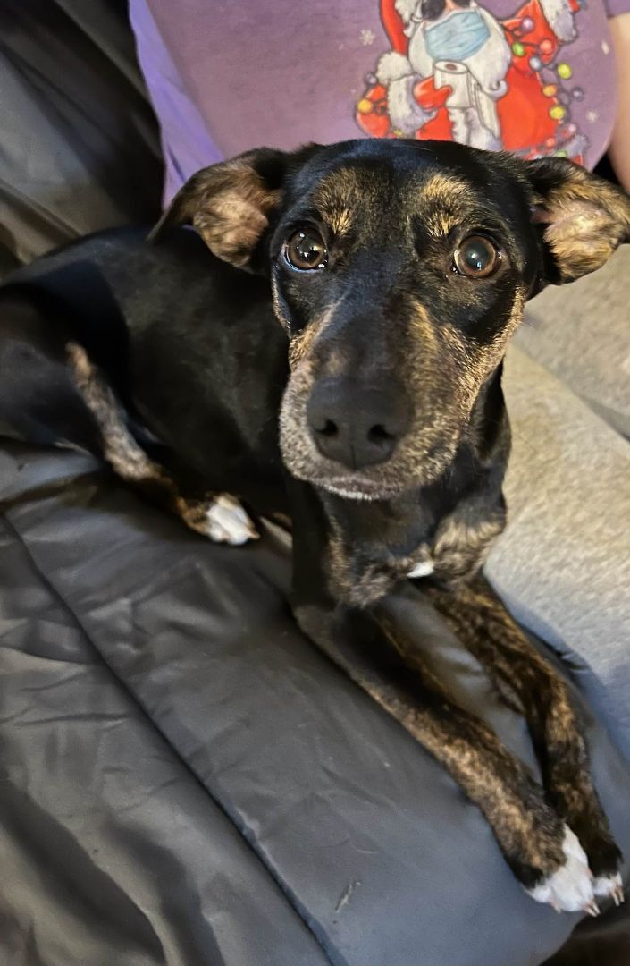 dachshund greyhound mix