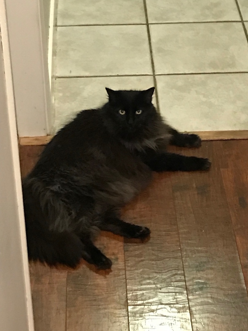 Luna, an adoptable Domestic Long Hair in Vancouver, BC, V6K 1P8 | Photo Image 2