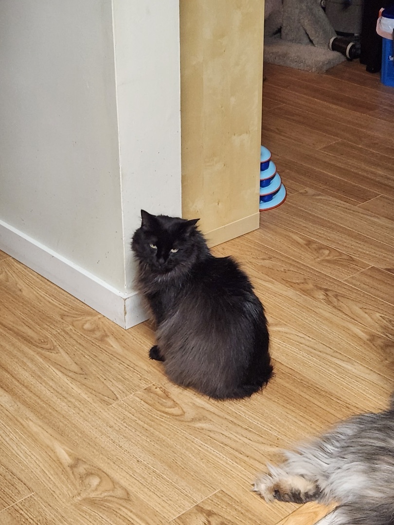 Luna, an adoptable Domestic Long Hair in Vancouver, BC, V6K 1P8 | Photo Image 4