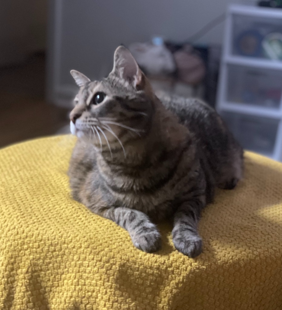 Nova, an adoptable Domestic Short Hair in Hoover , AL, 35226 | Photo Image 1