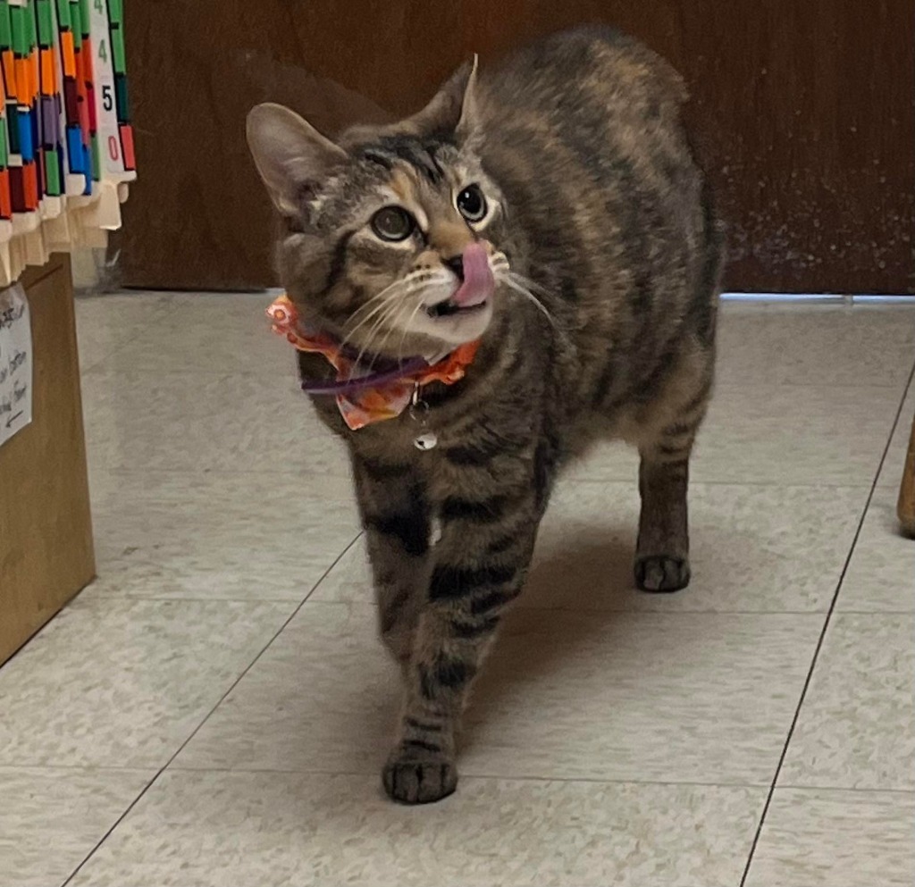 Nova, an adoptable Domestic Short Hair in Hoover , AL, 35226 | Photo Image 2