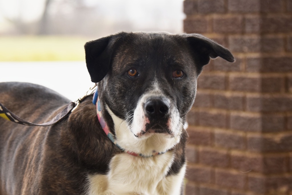 Little Lady Sponsored, an adoptable Boxer, Bullmastiff in West Union, OH, 45693 | Photo Image 1