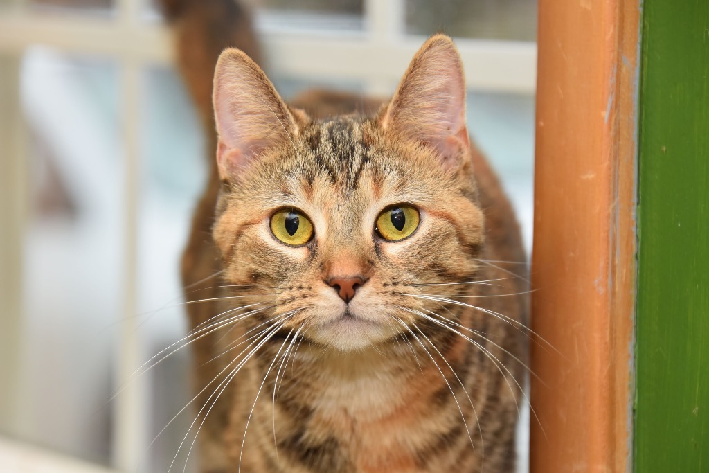 Penelope, an adoptable Domestic Short Hair in West Union, OH, 45693 | Photo Image 1