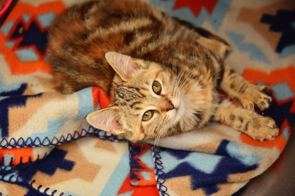 Penelope, an adoptable Domestic Short Hair in West Union, OH, 45693 | Photo Image 3