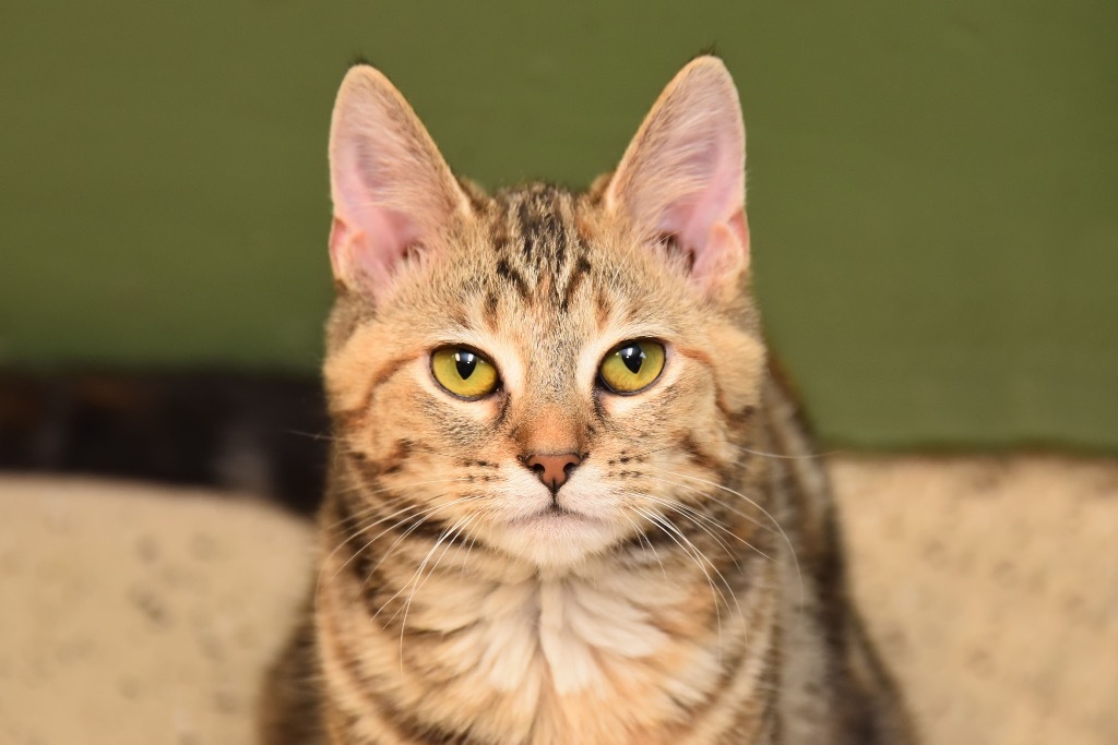 Penelope, an adoptable Domestic Short Hair in West Union, OH, 45693 | Photo Image 5