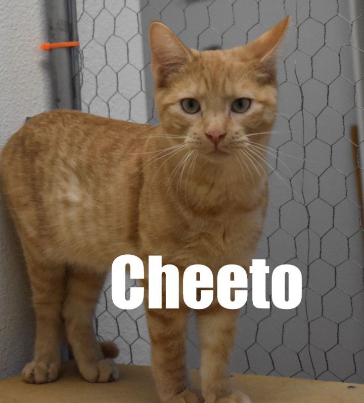 Cheeto 4