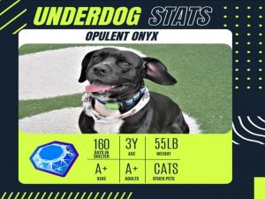 Hi everybody Im Onyx Im looking for a family that fits me just right Am I the dog for you