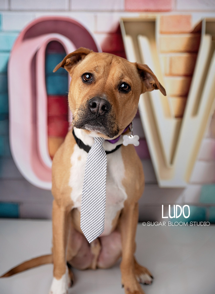 Ludo, an adoptable Labrador Retriever in Littleton, CO, 80126 | Photo Image 1