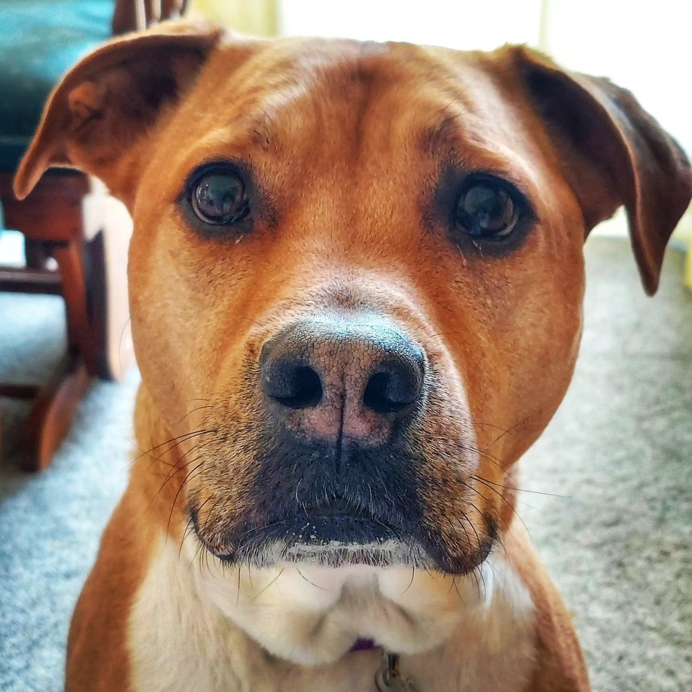 Ludo, an adoptable Labrador Retriever in Littleton, CO, 80126 | Photo Image 2