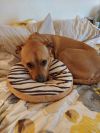 Ludo photo 2