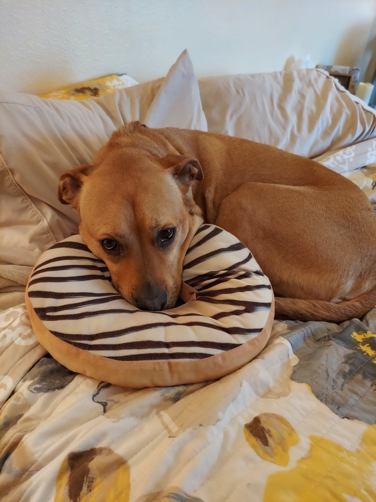 Ludo, an adoptable Labrador Retriever in Littleton, CO, 80126 | Photo Image 2