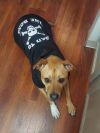 Ludo photo 3