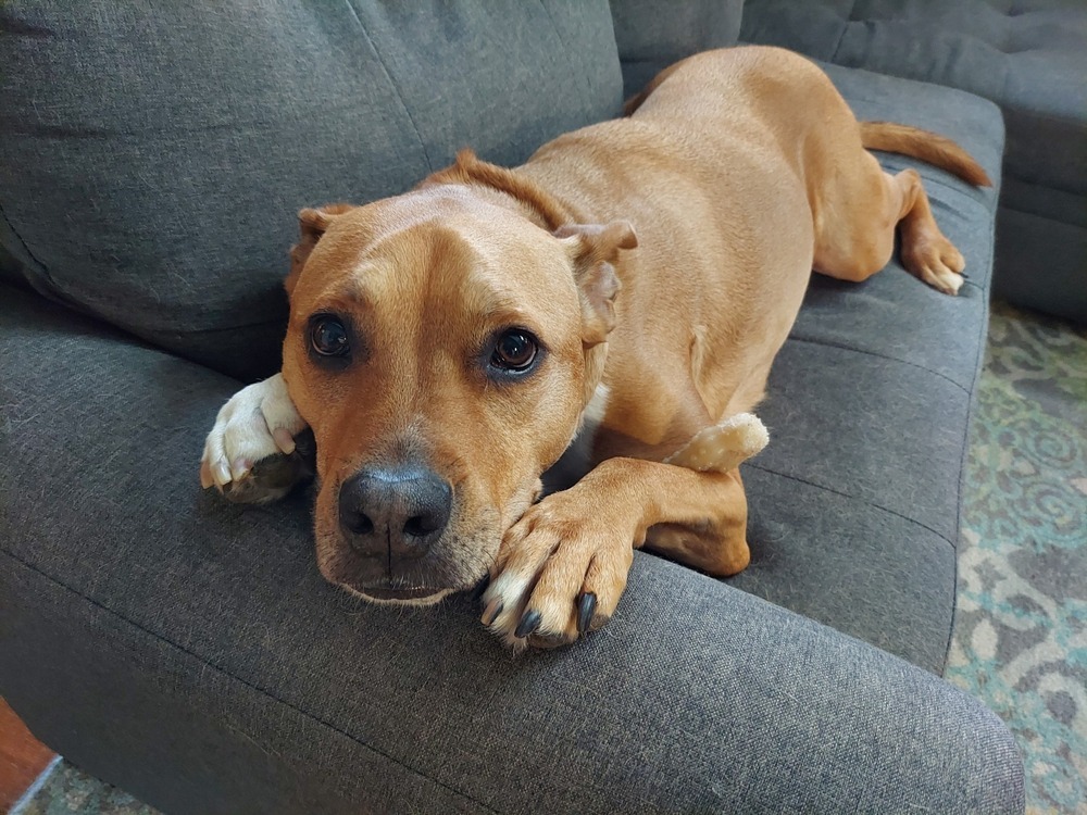 Ludo, an adoptable Labrador Retriever in Littleton, CO, 80126 | Photo Image 3