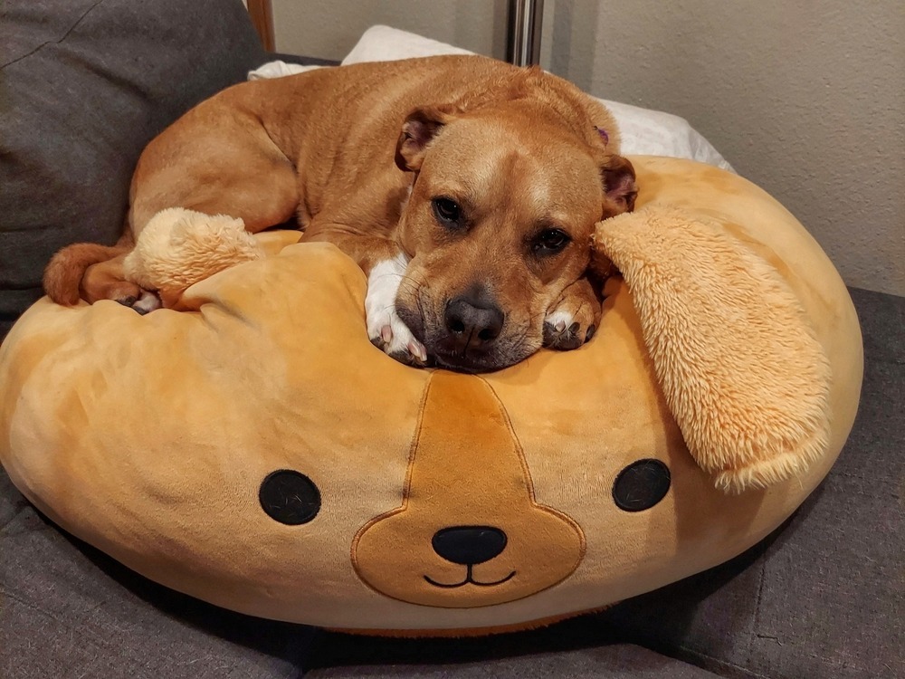 Ludo, an adoptable Labrador Retriever in Littleton, CO, 80126 | Photo Image 4