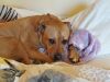 Ludo photo 6