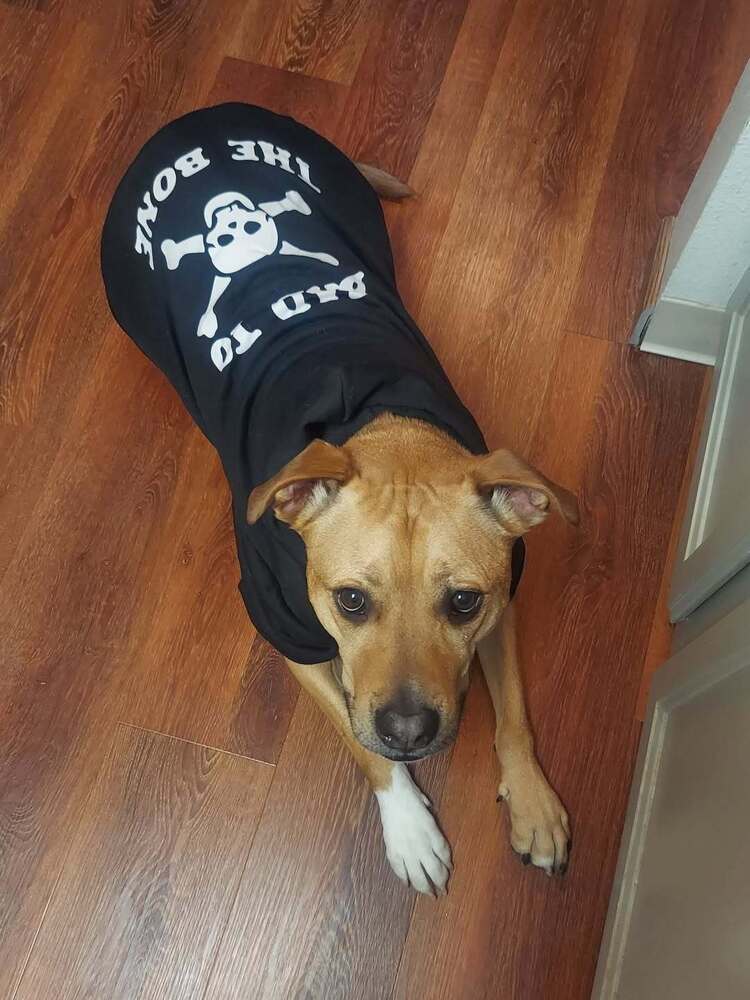 Ludo, an adoptable Labrador Retriever in Littleton, CO, 80126 | Photo Image 6