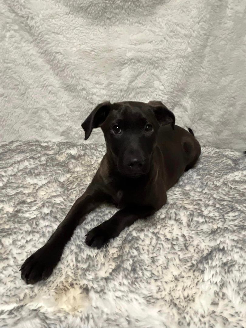 Bailey, an adoptable Black Labrador Retriever in Readstown, WI, 54652 | Photo Image 1