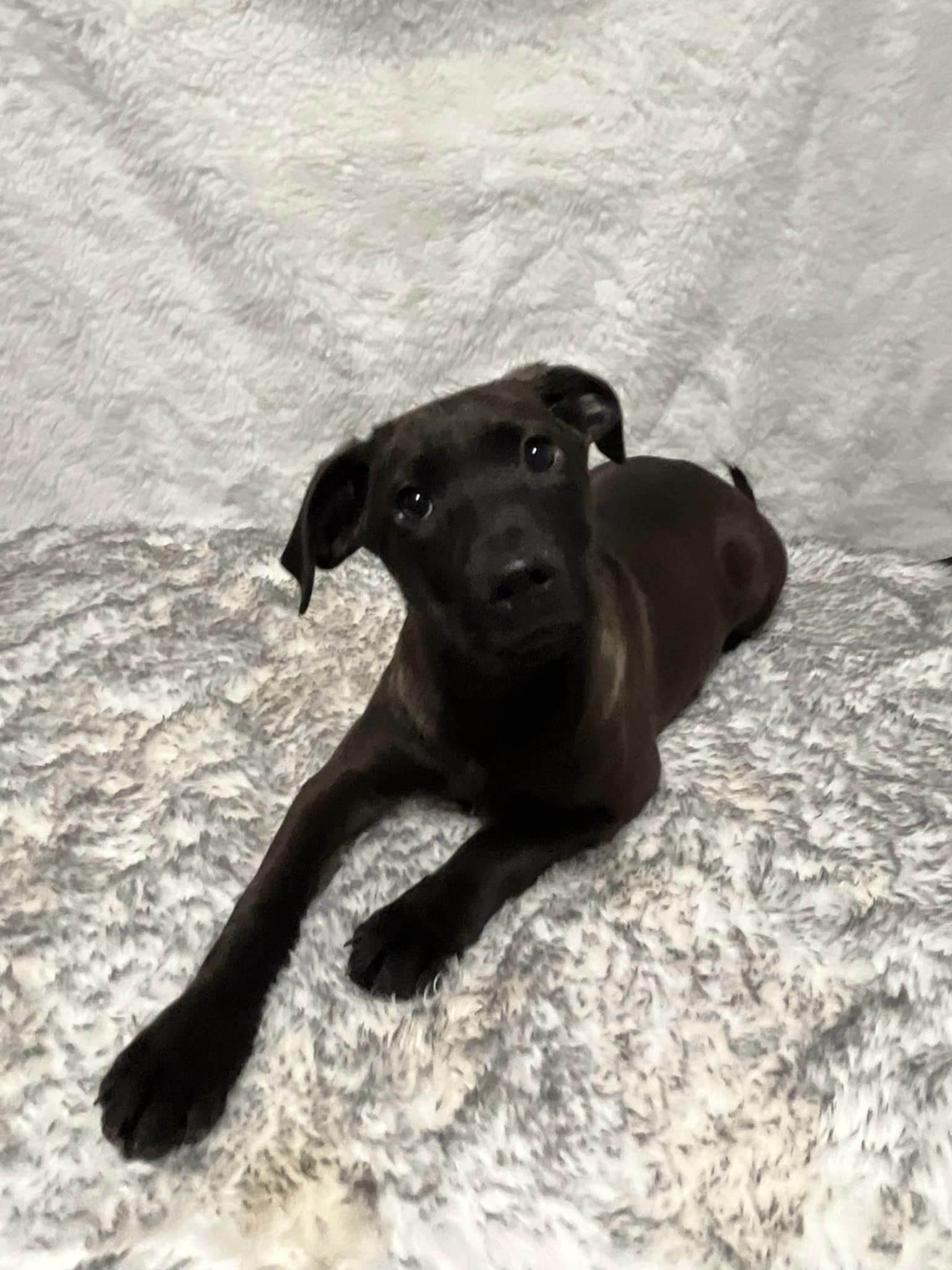 Bailey, an adoptable Black Labrador Retriever in Readstown, WI, 54652 | Photo Image 2