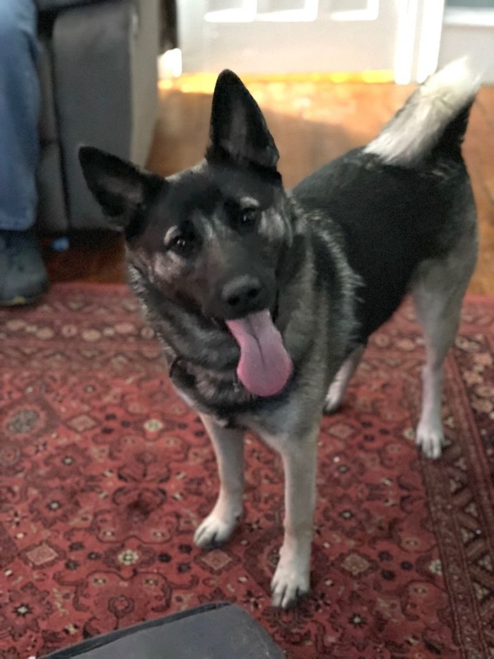 norwegian elkhound german shepherd mix