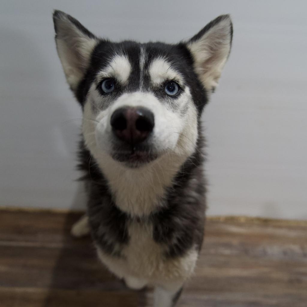 Star, an adoptable Husky in Eufaula, OK, 74432 | Photo Image 1