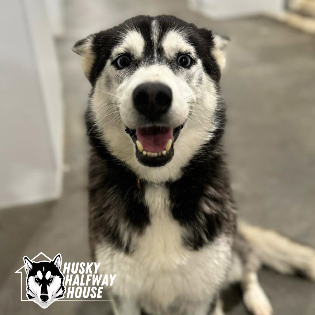 Star, an adoptable Husky in Eufaula, OK, 74432 | Photo Image 1