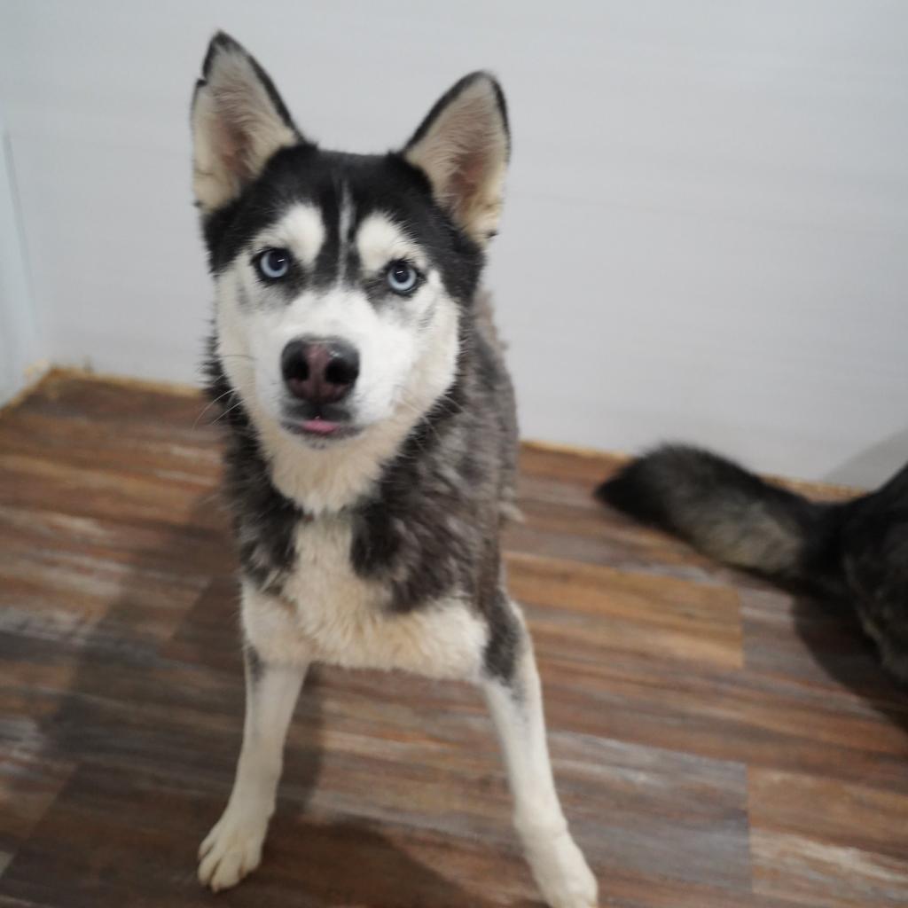 Star, an adoptable Husky in Eufaula, OK, 74432 | Photo Image 3