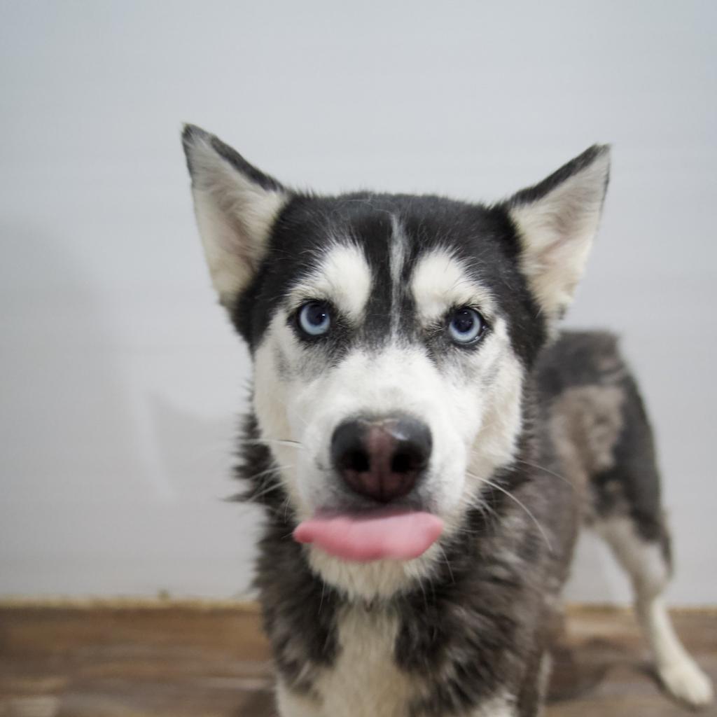Star, an adoptable Husky in Eufaula, OK, 74432 | Photo Image 4