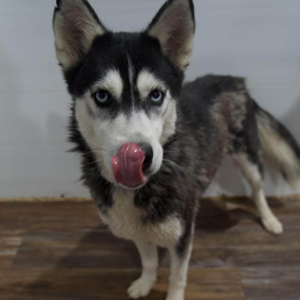 Star, an adoptable Husky in Eufaula, OK, 74432 | Photo Image 5