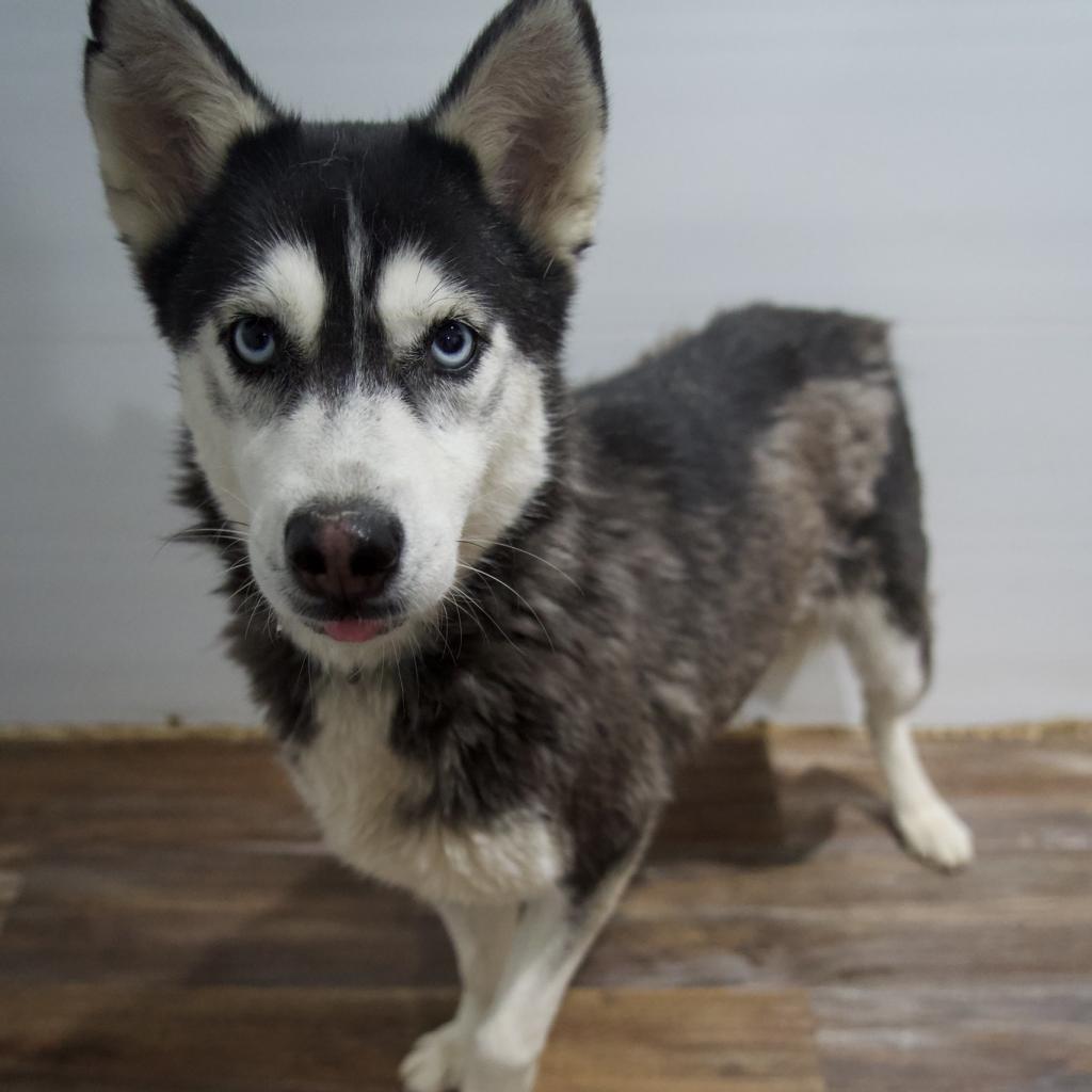 Star, an adoptable Husky in Eufaula, OK, 74432 | Photo Image 5