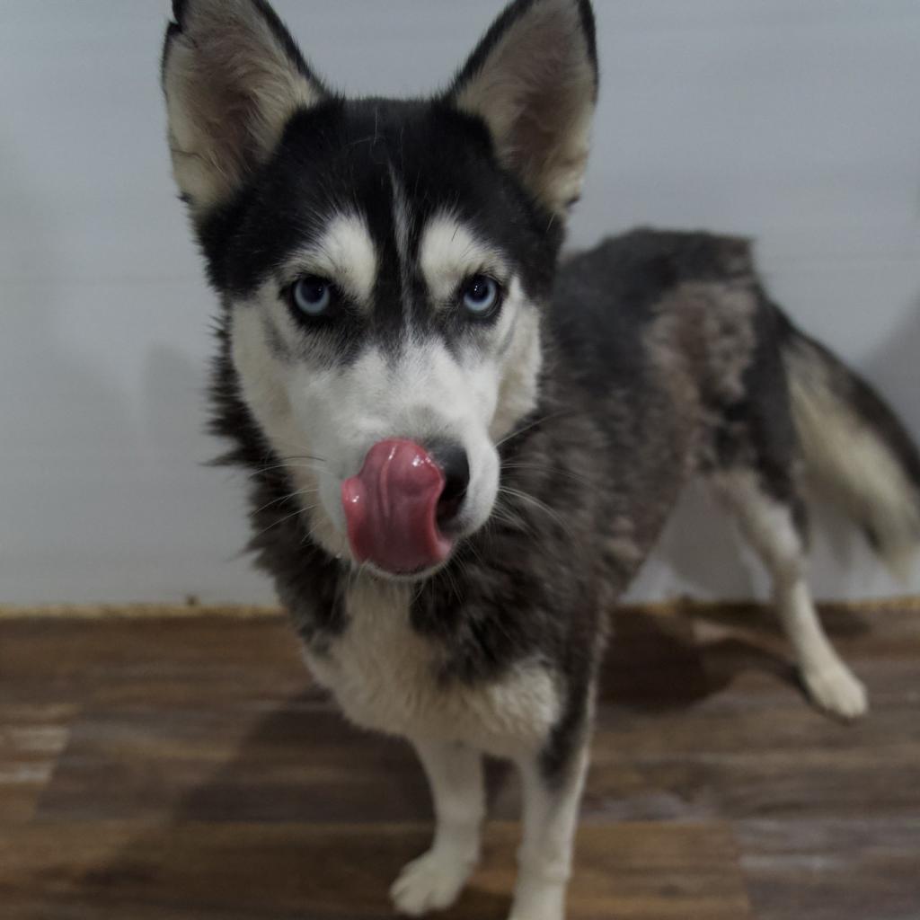 Star, an adoptable Husky in Eufaula, OK, 74432 | Photo Image 6