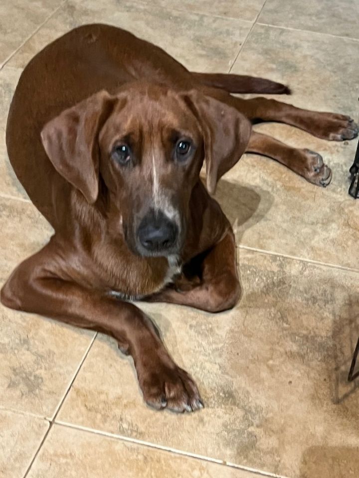 are pig ears bad for a redbone coonhound