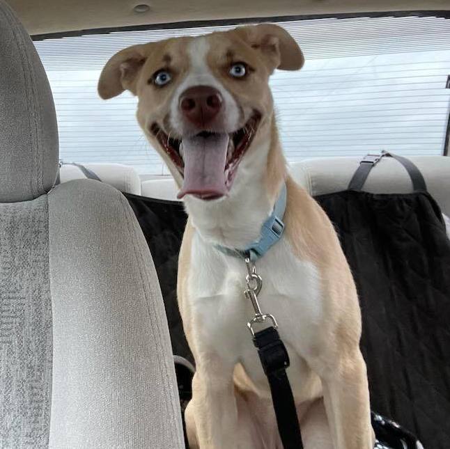 Enid, an adoptable Husky, Labrador Retriever in Centralia, IL, 62801 | Photo Image 2